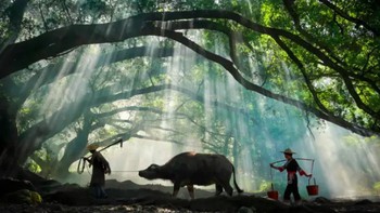 Seperti pada foto ini, petani yang terlihat sedang menggiring kerbau itu sebenarnya adalah model yang berperan sebagai petani untuk kebutuhan foto atau video di desa tersebut. Foto: Weibo