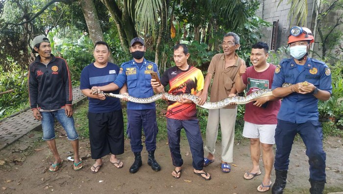Evakuasi ular oleh Damkar Kota Depok.