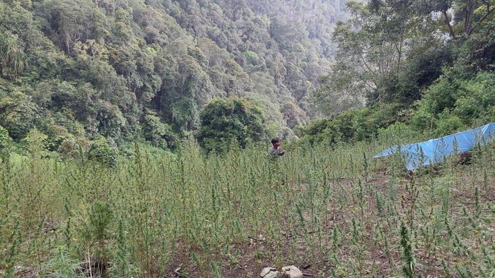 Ladang Ganja 2 Hektar di Sumut