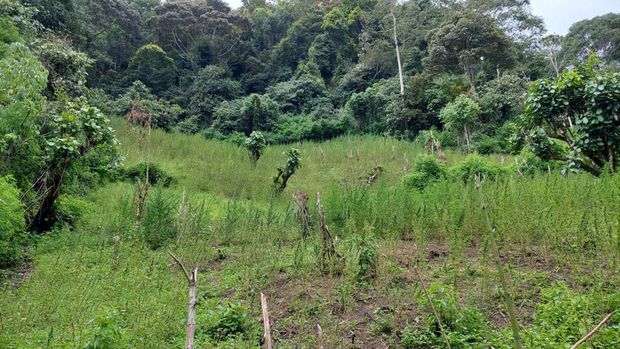 Ladang Ganja 2 Hektar di Sumut