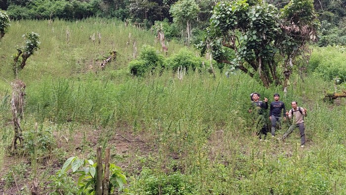 Ladang Ganja 2 Hektar di Sumut
