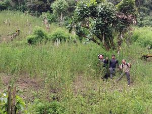 3 Motor Polisi Dibakar OTK Saat Temukan 2 Ha Ladang Ganja di Madina Sumut