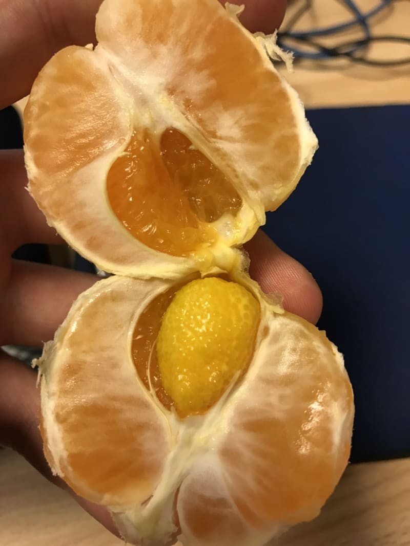 Mirip Monster! Buah-buahan Ini Punya Bentuk yang Aneh dan Seram