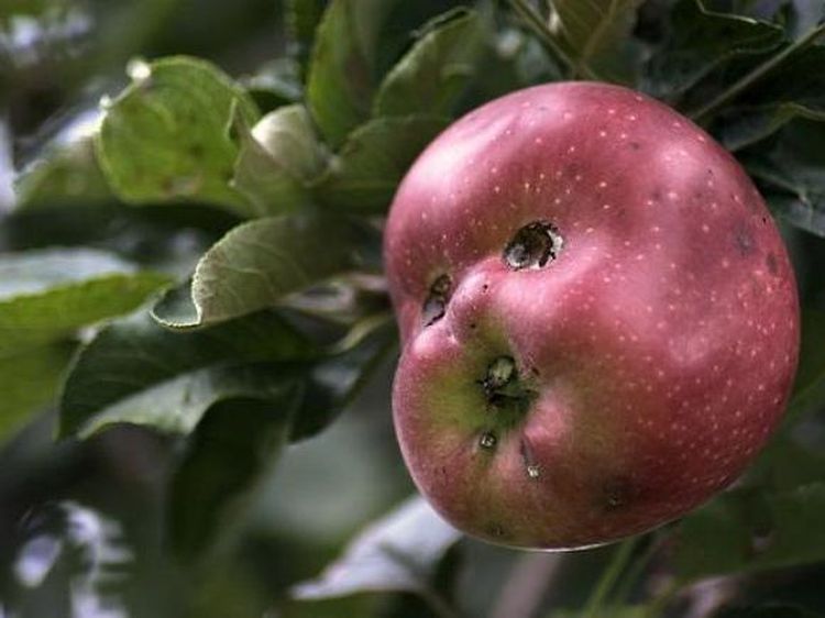 Mirip Monster! Buah-buahan Ini Punya Bentuk yang Aneh dan Seram