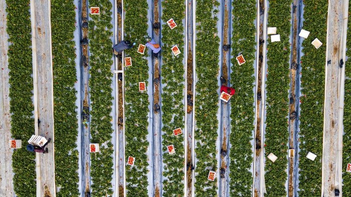 Israeli farmer Chahi Ariel holds a strawberry weighing a whopping 289 grams (over half a pound) in Kadima-Zoran, Israel, Thursday, Feb. 17, 2022. The titanic berry this week was declared the world’s largest by Guinness World Records. The strawberry was picked on Chahi Ariel’s family farm near the city of Netanya in central Israel in February 2021. But only this week, Guinness confirmed it as the heaviest on record. Ariel says he stored the berry in his freezer until getting the news. (AP Photo/Ariel Schalit)