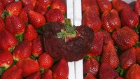 Pemegang rekor stroberi terberat sebelumnya adalah buah Jepang yang ditanam pada tahun 2015 di Fukuoka dengan berat 250 gram (8,8 ons).
