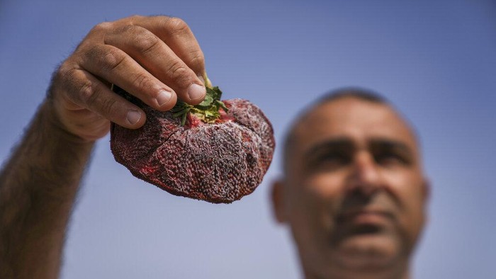 Israeli farmer Chahi Ariel holds a strawberry weighing a whopping 289 grams (over half a pound) in Kadima-Zoran, Israel, Thursday, Feb. 17, 2022. The titanic berry this week was declared the world’s largest by Guinness World Records. The strawberry was picked on Chahi Ariel’s family farm near the city of Netanya in central Israel in February 2021. But only this week, Guinness confirmed it as the heaviest on record. Ariel says he stored the berry in his freezer until getting the news. (AP Photo/Ariel Schalit)