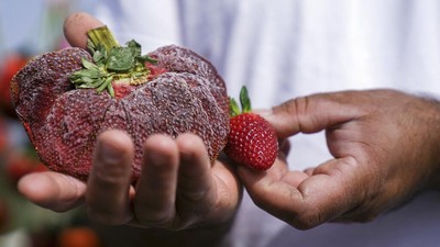 Wow! Stroberi Ini Pecahkan Rekor Terberat di Dunia