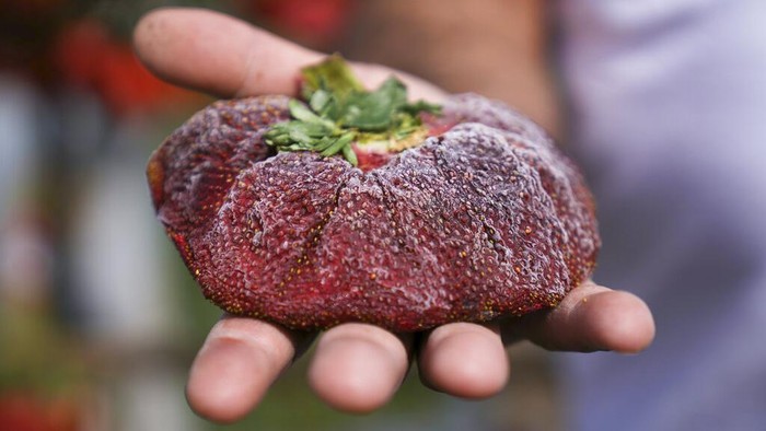 Penampakan Stroberi Jumbo yang Pecahkan Rekor Dunia Israeli farmer Chahi Ariel holds a strawberry weighing a whopping 289 grams (over half a pound) in Kadima-Zoran, Israel, Thursday, Feb. 17, 2022. The titanic berry this week was declared the world’s largest by Guinness World Records. The strawberry was picked on Chahi Ariel’s family farm near the city of Netanya in central Israel in February 2021. But only this week, Guinness confirmed it as the heaviest on record. Ariel says he stored the berry in his freezer until getting the news. (AP Photo/Ariel Schalit)