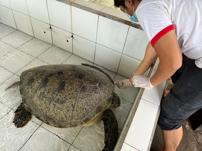 Penyu Ketika Diperiksa Tim Dokter
