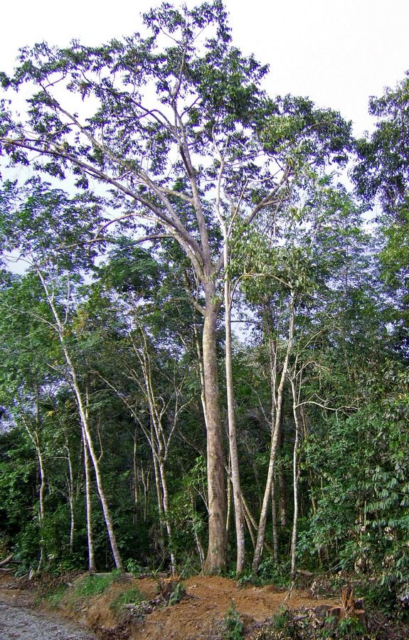Pohon tengkawang. (Wibowo Djatmiko via Wikimedia Commons, CC BY-SA 3.0)