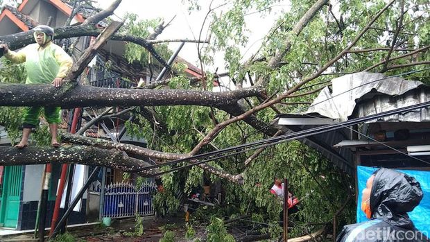 pohon tumbang di malang