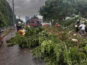 Pohon di 13 Titik Tumbang Saat Surabaya Dilanda Hujan Disertai Angin Kencang