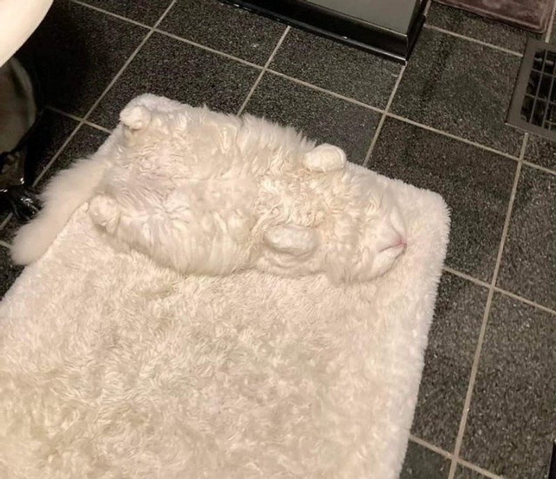 Fotoinet Kumpulan Potret Dengan Angle Kebetulan yang Lucu