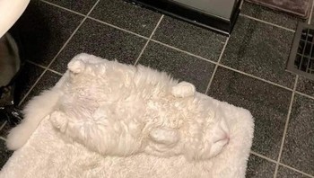 Ada kucing lho di sini, bisa tebak? Foto: Brightside