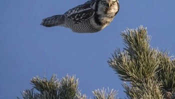 “Burung hantu yang sedang terbang tidak peduli dengan hukum fisikamu.” Foto: Brightside