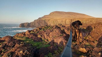 Tali leher anjing yang tampak seperti sebuah jemabatan. Foto: Brightside