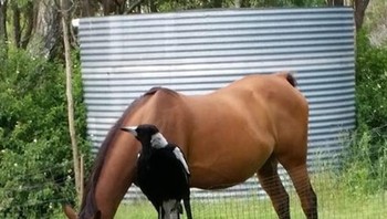 Si burung yang seolah memiliki kaki. Foto: Brightside