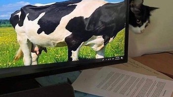 Gambar 3D nih, Kucing apa sapi ya? Foto: Brightside