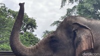 Satwa-satwa di Taman Margasatwa Ragunan Jakarta tetap mendapatkan pakan yang baik meski jumlah pengunjung dan pembelian tiket dibatasi.