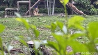 Menurut Kepala Satuan Pelaksana Promosi Taman Margasatwa Ragunan, Ketut Widarsana kebutuhan pakan untuk 2.888 ekor lebih satwa koleksi Ragunan sudah dihitung sehingga saat terjadi pandemi tidak menjadi kendala untuk kebutuhan pakan.