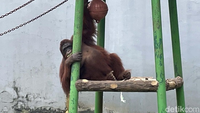 Melonjaknya kasus omicron di Jakarta membuat kapasitas pengunjung di Kebun Binatang Ragunan dibatasi. Namun hal ini tidak menggangu kebutuhan pakan satwa.