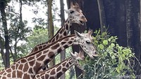 Penutupan atau pengurangan kapasitas kunjungan menimbulkan masalah bagi perawatan satwa-satwa di sejumlah kebun binatang di Indonesia, tapi tidak untuk Kebun Binatang Ragunan Jakarta.