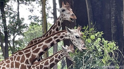 Omicron Merebak, Satwa di Ragunan Aman