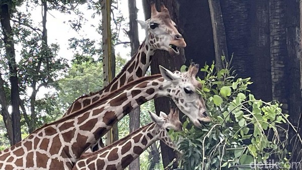 Omicron Merebak, Satwa di Ragunan Aman
