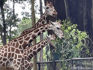 Harga Tiket Kebun Binatang Ragunan dan Syarat Masuknya, Cek di Sini