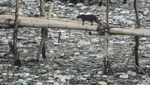 Perkampungan Nelayan Cilincing Dikepung Sampah