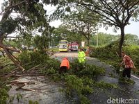 Hujan Deras Dan Angin Kencang Di Bangkalan Sebabkan 7 Titik Pohon Tumbang