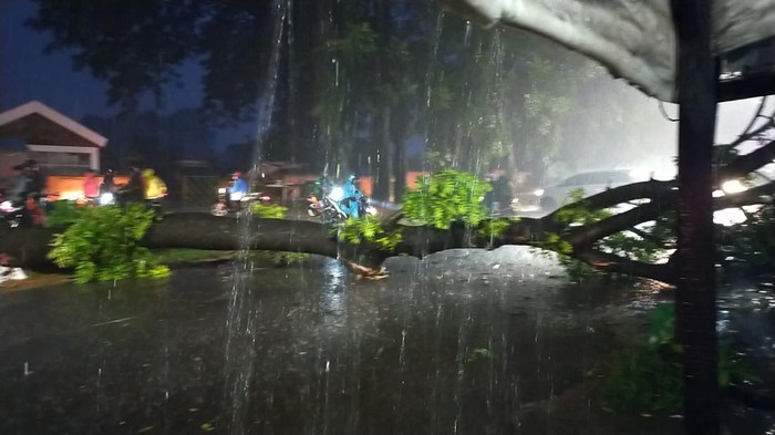 Pohon tumbang akibat hujan disertai angin kencang di Kecamatan Manggala, Kota Makassar.