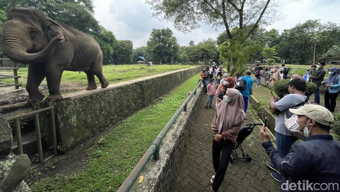 Sejumlah pengunjung melihat Gajah di wisata Kebun Binatang Ragunan, Jakarta, Minggu (20/02/2022).