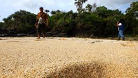 Pada situs Geologi Parang Ireng tersebut terdapat butiran pasir putih berukuran besar yang merupakan fosil foraminifera Schlumbergerella florensis.