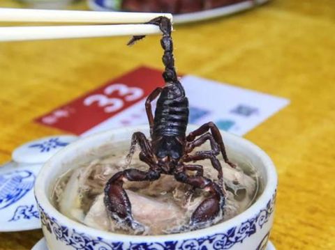 Sup Isi Ular dan Kalajengking Utuh