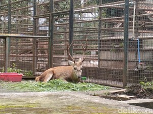 Liburan Sambil Serap Pengetahuan di Taman Satwa Cikembulan