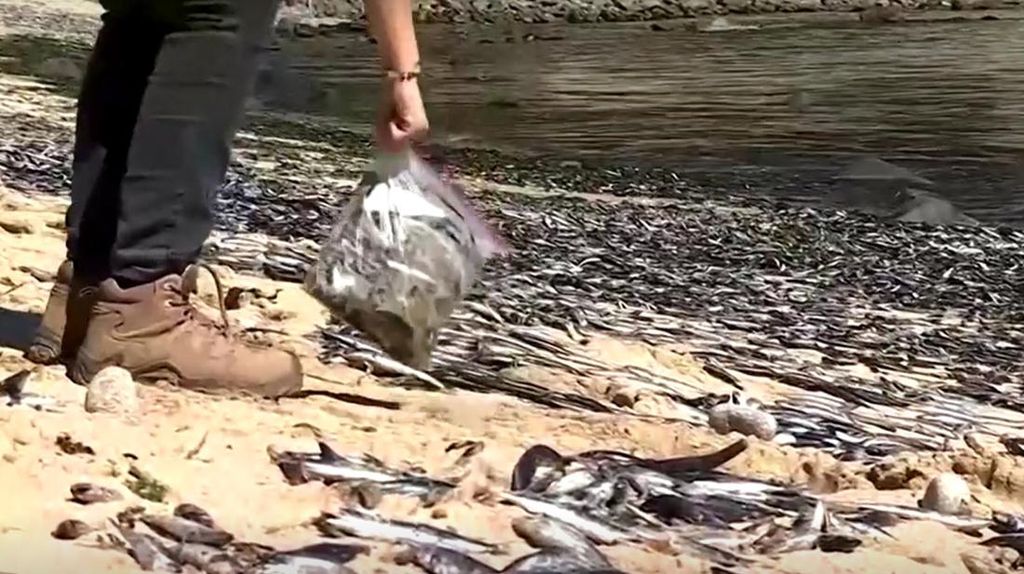Pemandangan Mengerikan Ratusan Ribu Bangkai Ikan Sarden di Pantai Chili