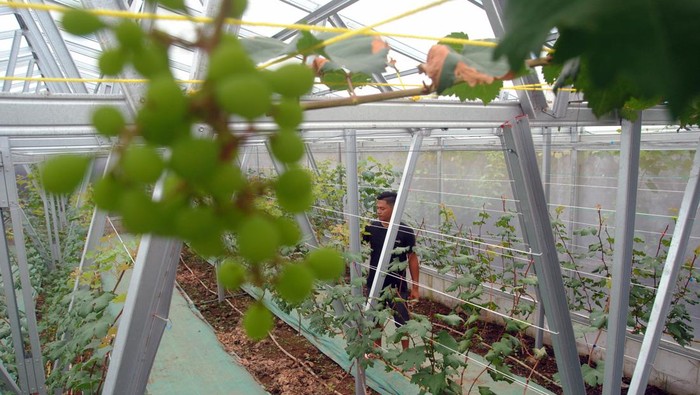 BUDIDAYA ANGGUR IMPOR DI BOGOR Pekerja melakukan perawatan salah satu jenis anggur impor yang dibudidayakan di Green House, Kebun Anggur Anggola Garden, Desa Laladon, Ciomas, Kabupaten Bogor, Jawa Barat, Minggu (20/2/2022). Budidaya di lahan seluas 5 ribu meter dengan 20 jenis anggur impor tersebut dijual dengan harga Rp100 ribu per kilogram untuk wisata petik anggur. ANTARA FOTO/Arif Firmansyah/hp.