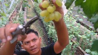 Pekerja melakukan perawatan salah satu jenis anggur impor yang dibudidayakan di Green House, Kebun Anggur Anggola Garden, Desa Laladon, Ciomas, Kabupaten Bogor, Jawa Barat, Minggu (20/2/2022). (ARIF FIRMANSYAH/Antara)