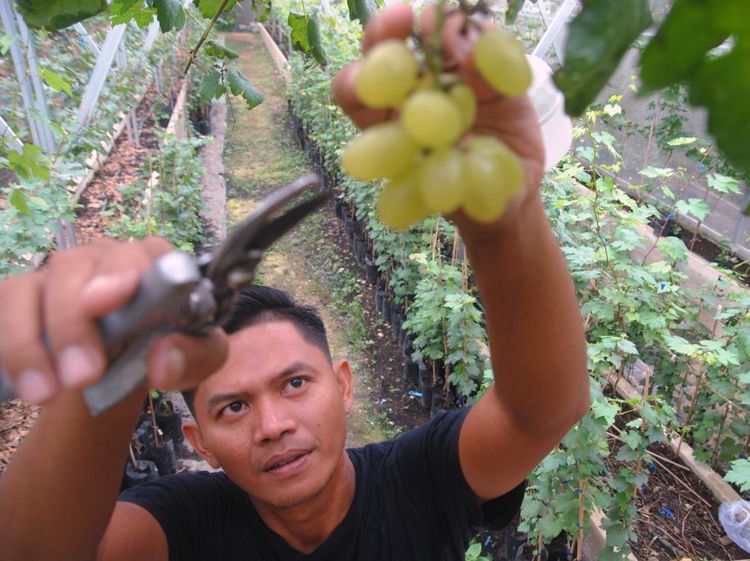 Asyik Banget, Wisata Petik Anggur di Bogor
