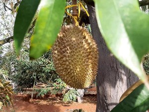 Ada 4 Jenis Durian yang Bisa Dipetik Langsung di Kebun Durian Lamongan Ini