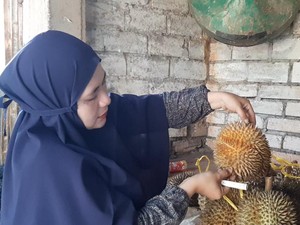 Mencicipi Lezat dan Legitnya Durian Montong dari Lamongan