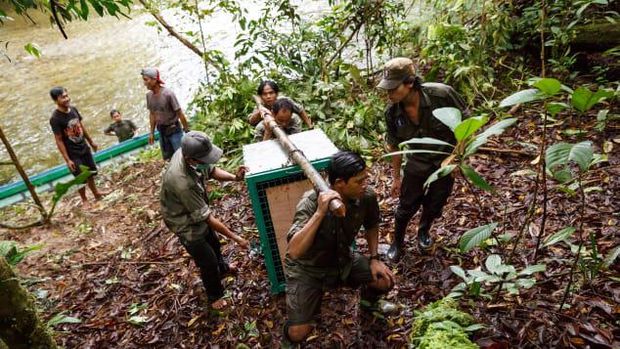 Ibu kota baru Indonesia dan orangutan Ibu kota baru Indonesia dan orangutan