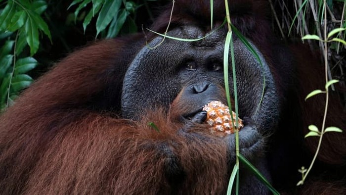 Ibu kota baru Indonesia dan orangutan