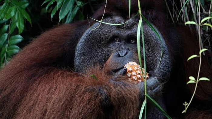 Ibu kota baru Indonesia dan orangutan