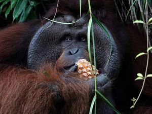 Media Asing: Ibu Kota Baru Indonesia Vs Orang Utan