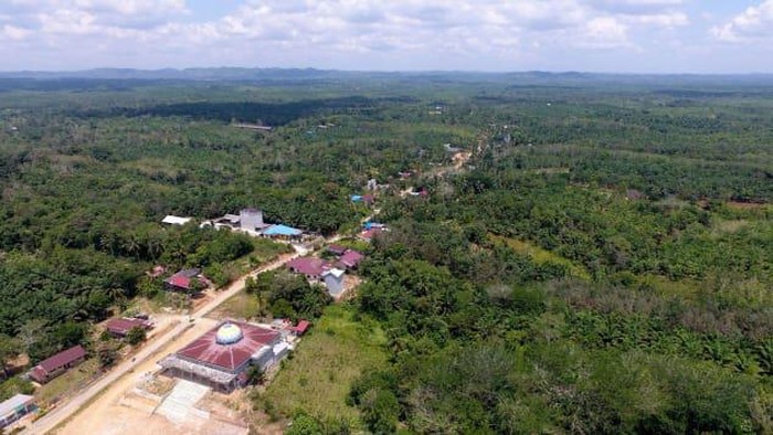 Ibu kota baru Indonesia dan orangutan