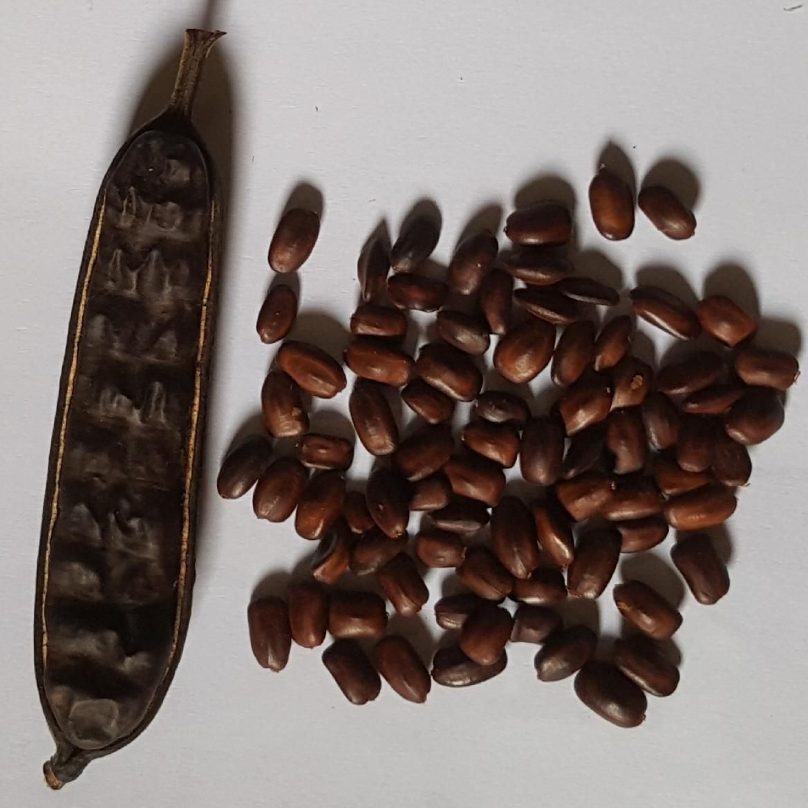 Kacang bahan baku tempe