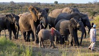 Gin biasanya diolah dari tumbuhan, buah-buahan dan biji-bijian untuk mendapatkan wangi aromatik. Tapi hal itu tidak di Afrika Selatan, gin dikreasikan dari kotoran gajah. REUTERS/Sumaya Hisham